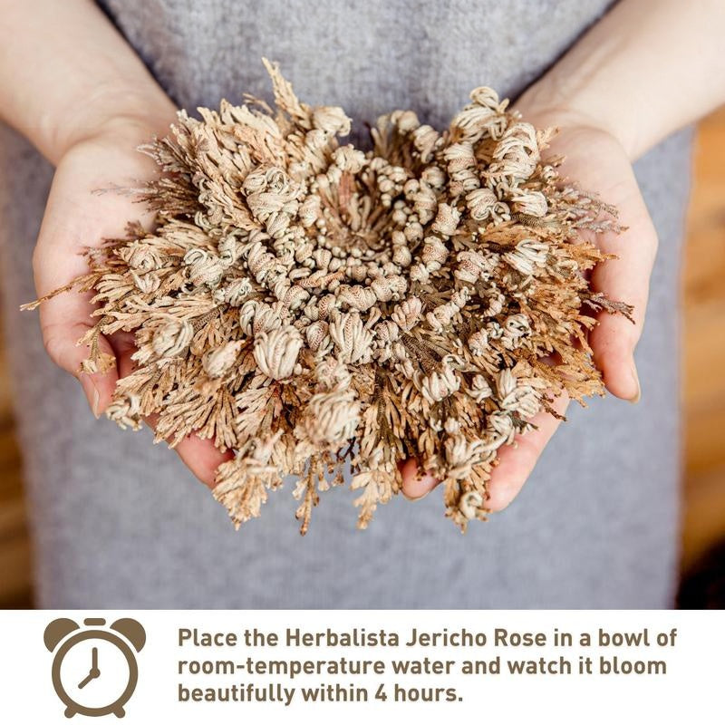 4 Pack Large Jericho Flower (2.5–3.5) – Premium Rosa de Jericho | Resurrection Plant for Unique Home Decor