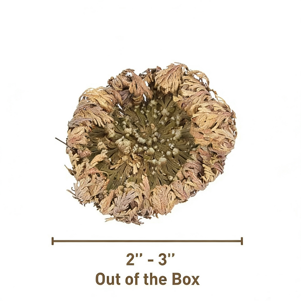 4 Pack Large Jericho Flower (2.5–3.5) – Premium Rosa de Jericho | Resurrection Plant for Unique Home Decor